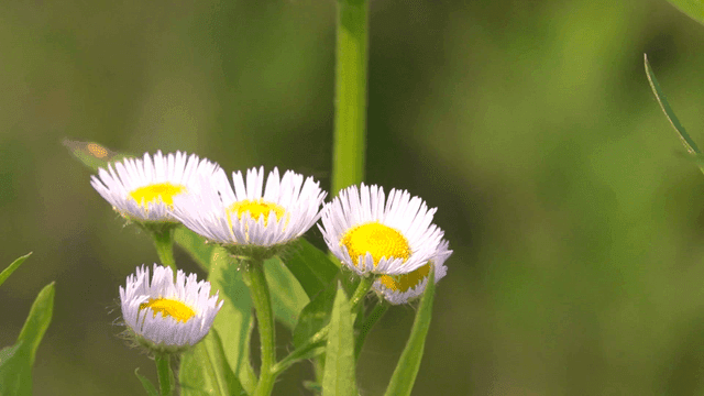 Close-up of daisies in a green field