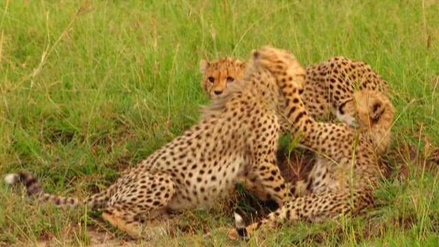 Playful Cheetah Cubs in Natural Habitat