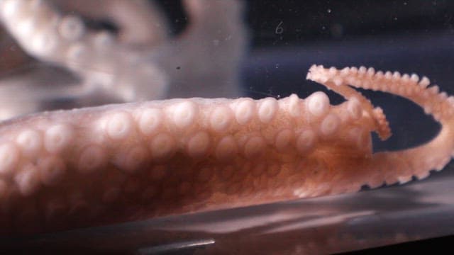 Tentacles of an octopus moving underwater