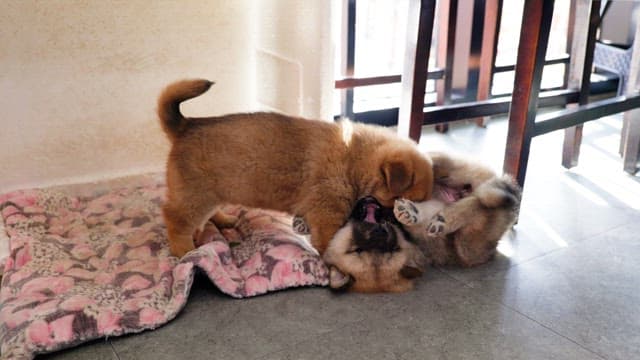 Puppies playing on a sitting cushion in a sunlit room