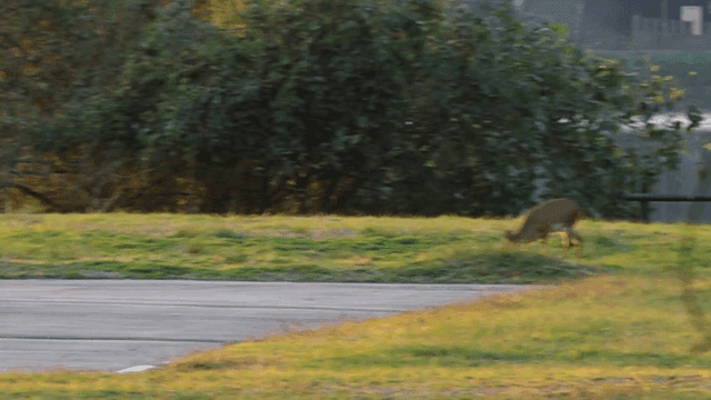Deer grazing by a riverside in the morning