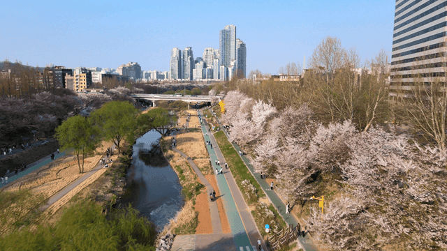 City riverside with cherry blossoms