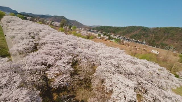 Cherry blossoms along a riverside path