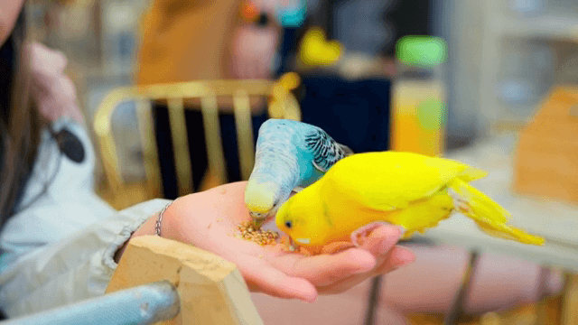 Colorful birds eating from a hand