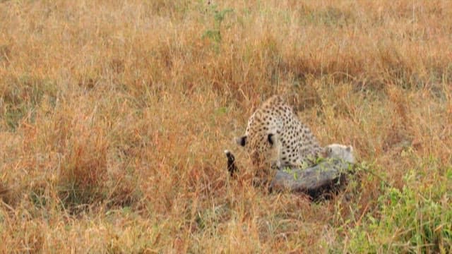 Cheetah and Cubs in the Savanna Grasslands