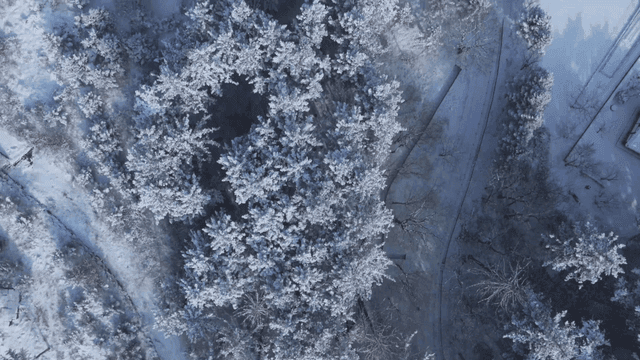 Snow-covered forest with a winding path