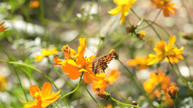 화려한 주황색 꽃 위에 앉은 나비
