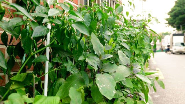 Green plants growing along a brick wall