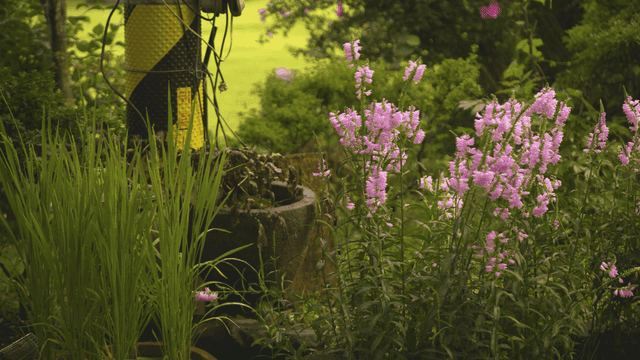 Pink flowers blooming on street
