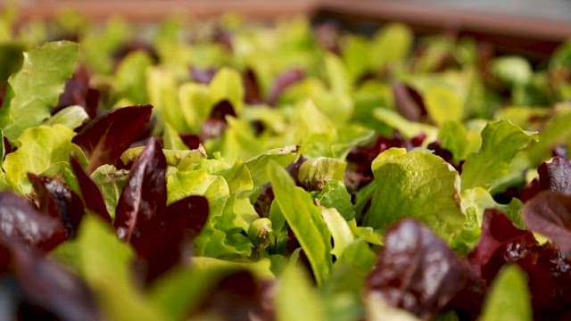 집에서 재배한 싱싱한 적색과 녹색의 상추 어린잎