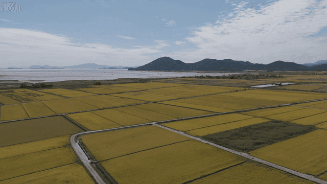 Wide rice fields with mountains visible in distance