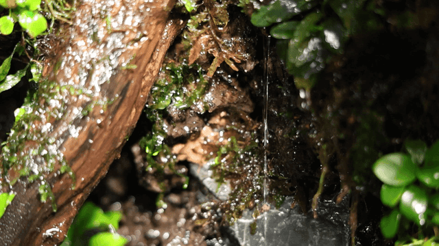 Water trickling over mossy rocks