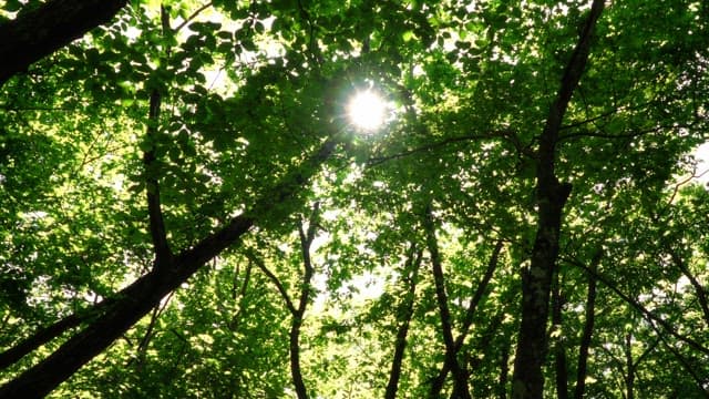 Sunlight filtering through trees in a dense forest