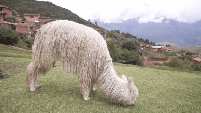 알파카가 풀을 뜯는 시골 마을