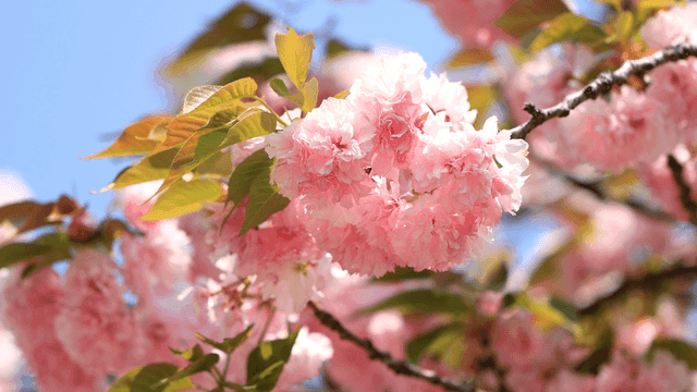 가지에 만개한 분홍색 벚꽃