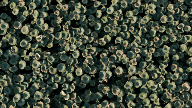 푸른 연잎의 항공 뷰