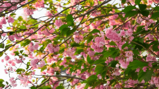 가지에 만개한 벚꽃