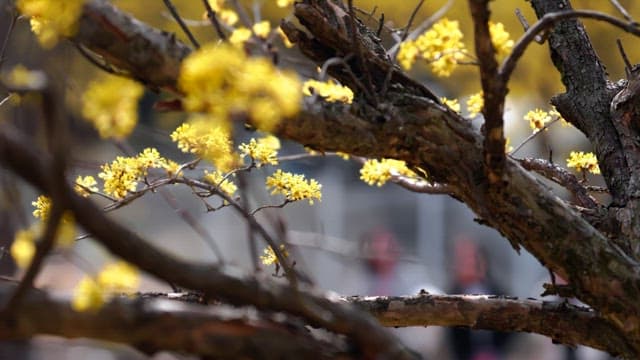 Yellow cornelian cherry flowers blooming on trees in spring