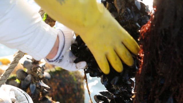 Harvesting mussels grown in a sea farm