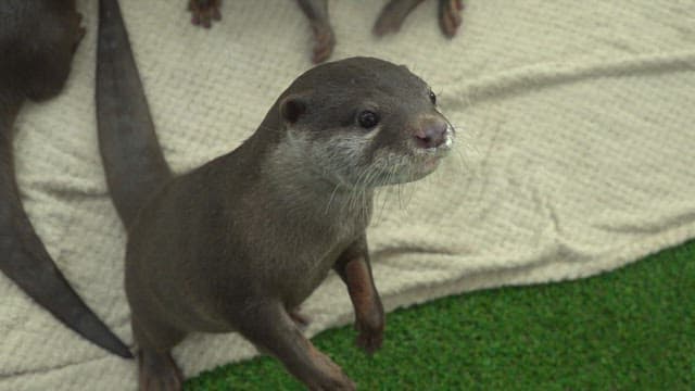 Otters Playfully Interacting Indoors