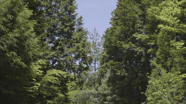 Green forest with tall trees