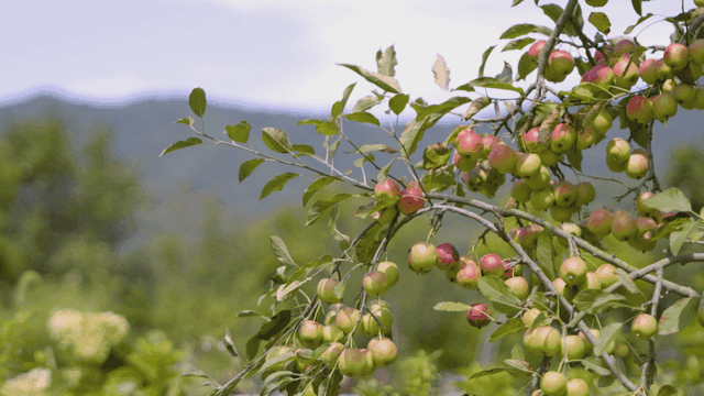 Apple tree branches with ripe apples
