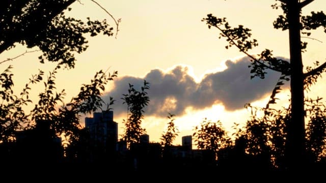나무 사이로 보이는 도시의 일몰 장면