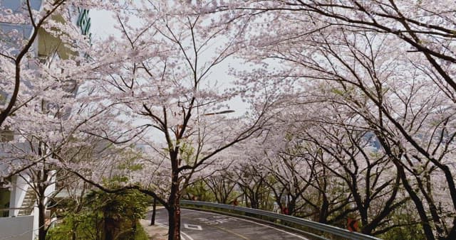 Cherry blossoms lining a city street