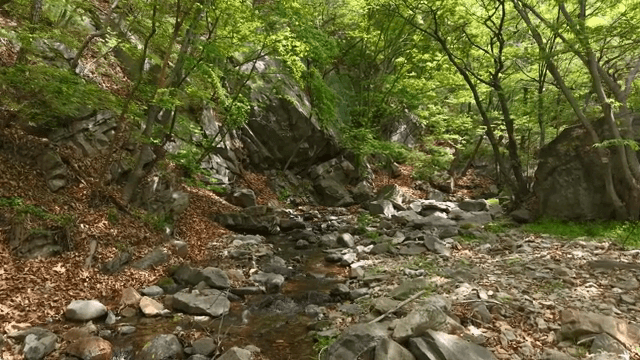 흐르는 시냇물이 있는 고요한 숲