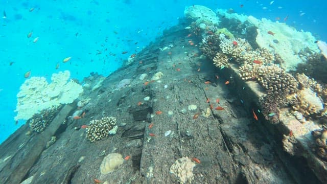 Colorful fish swimming around coral reefs