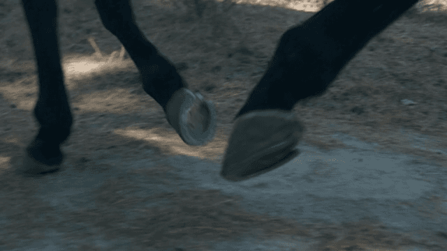 숲길을 걷는 말