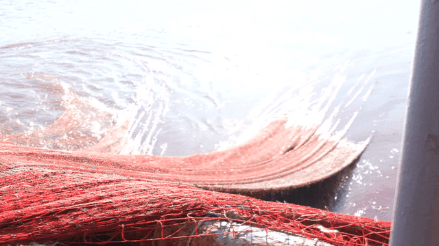 물에서 끌어올리는 어망