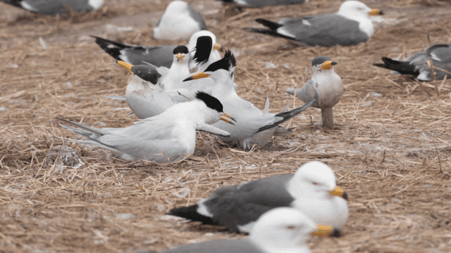 Seabirds gathered on a shore