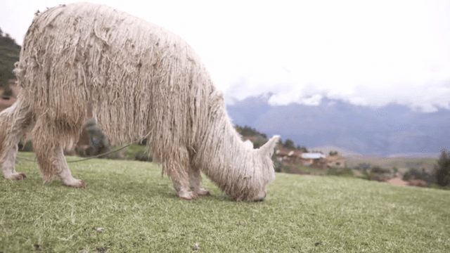 An alpaca grazing on a grassy field