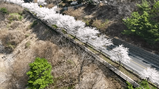 벚꽃이 늘어선 경치 좋은 도로