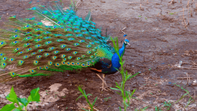 A peacock displaying its vibrant feathers