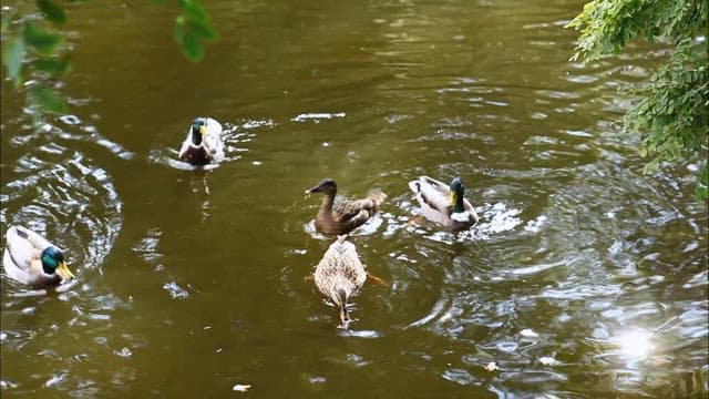 연못에서 수영하고 물장구치는 오리들
