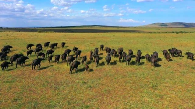 Herd of Buffalo Crossing the Savannah