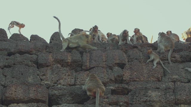 Monkeys Playing on Ancient Stone Ruins