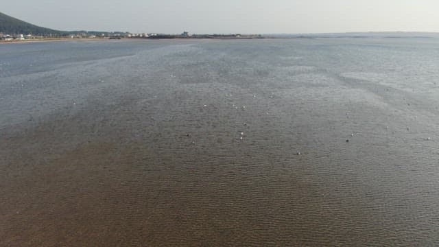 Seagulls flying over a calm sea