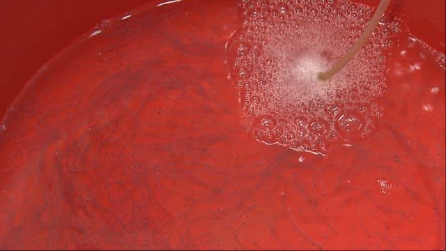 Elvers in a red basin