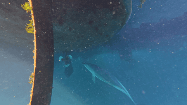 Dolphins swimming under underwater boat