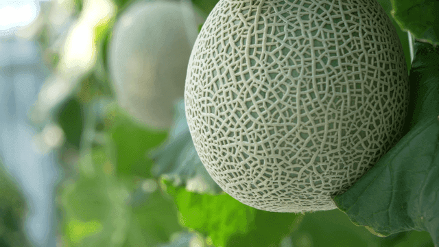 Melons growing in a greenhouse