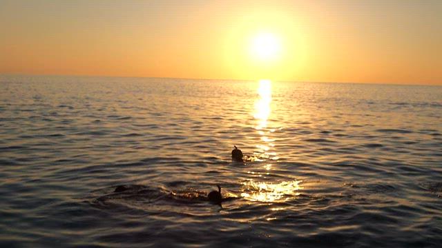 Swimmer in the Ocean at Sunset