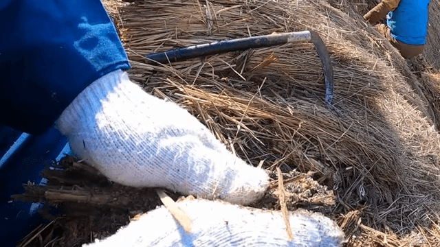 초가지붕의 볏짚을 바꾸는 장면