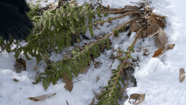 눈 덮인 땅과 녹색 양치식물
