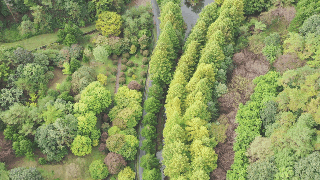 숲을 가르며 이어진 길의 항공 풍경