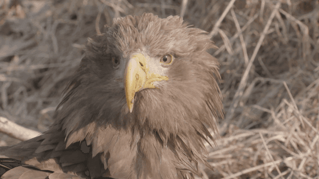 White-tailed eagle sitting in a field