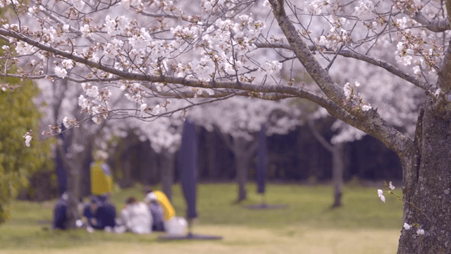 Cherry blossoms in full bloom in a park