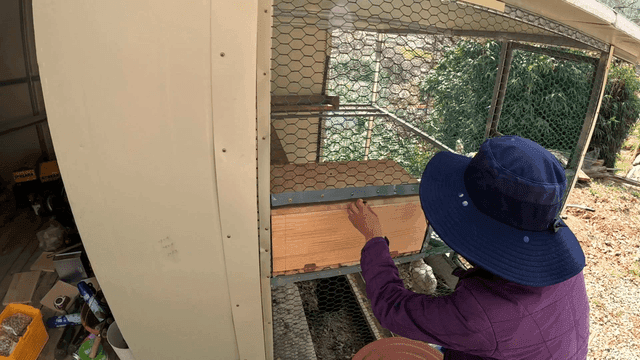 Person opening chicken coop